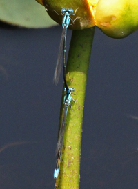 Slender Bluet